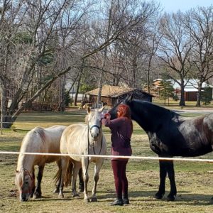 Horses in Hastings