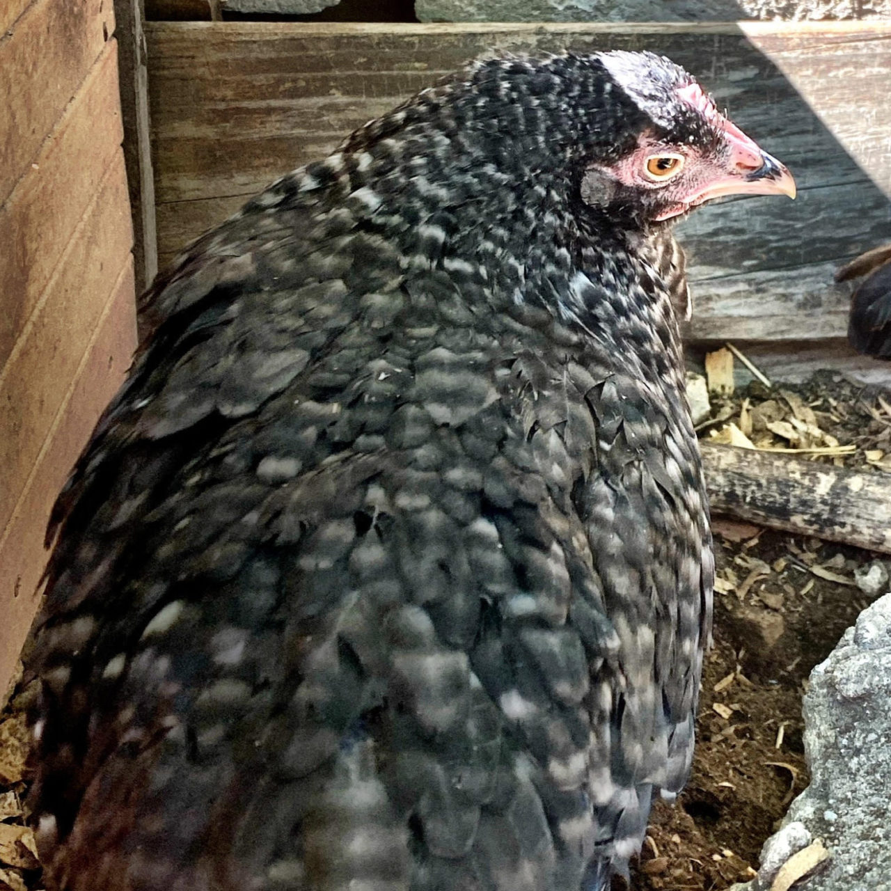 Beth Portrait of Beth the chicken.