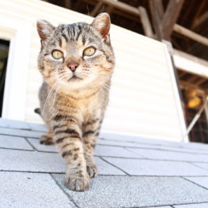 Beautiful, well cared for barn cat.