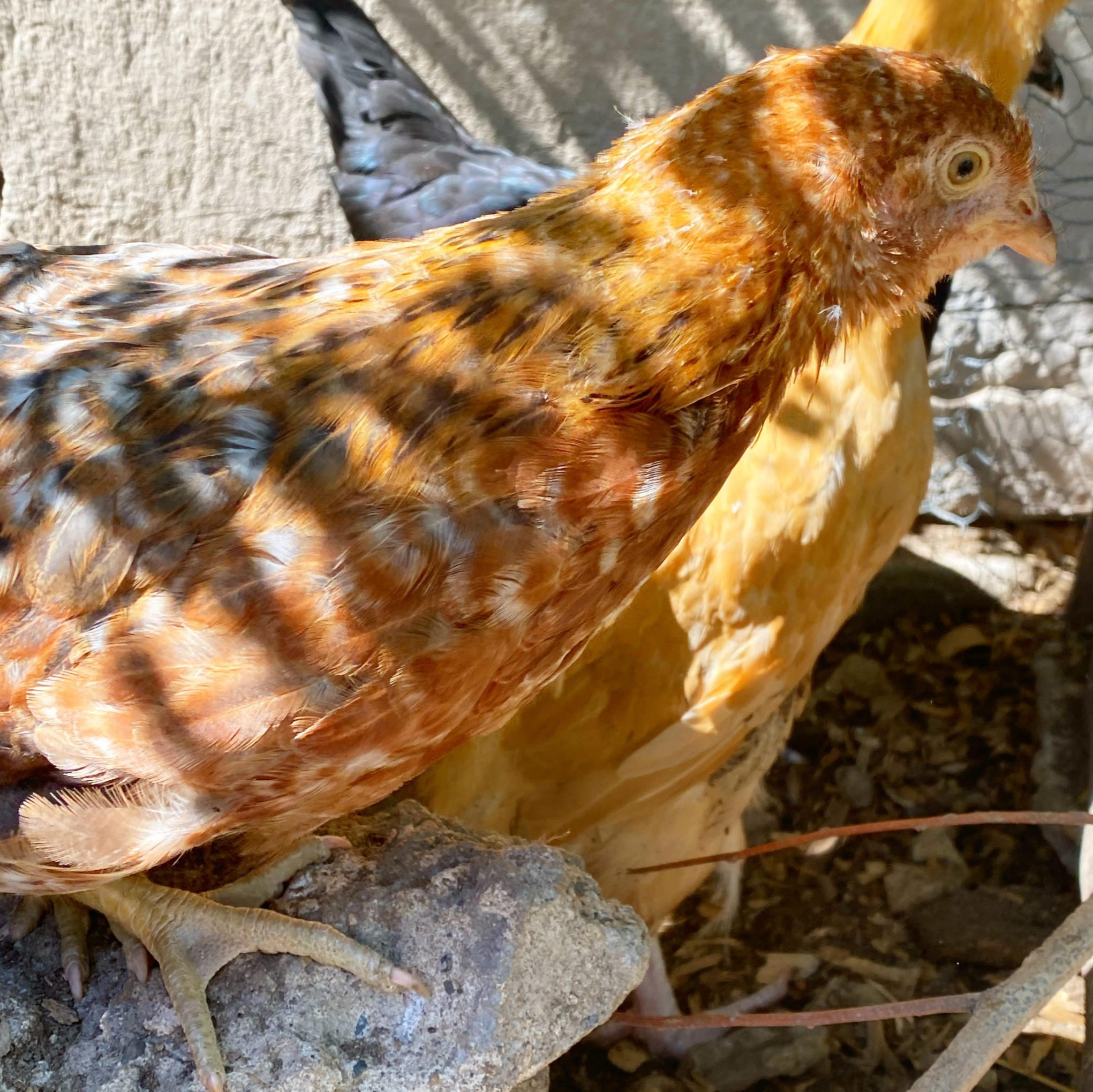 Portrait of Stephanie the chicken.