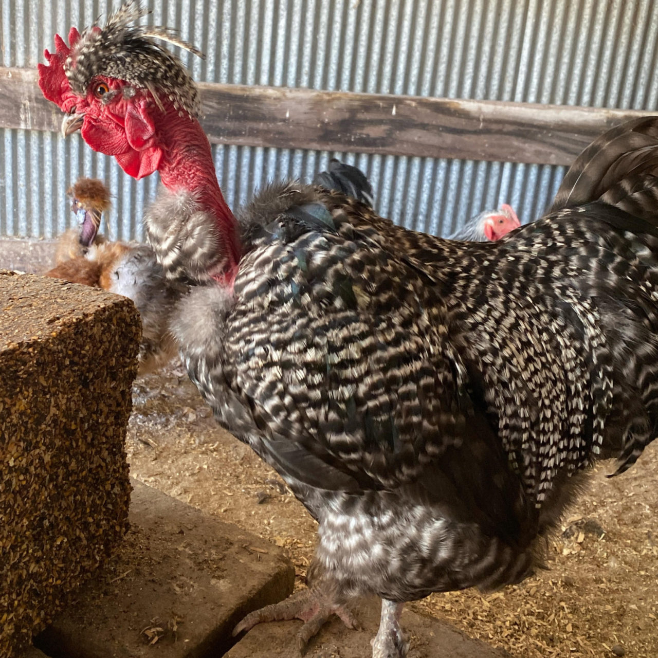 Tom Portrait of Tom the chicken.