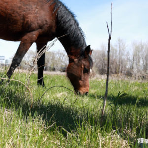 Horse in pasture in Waterloo, IA